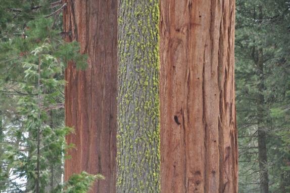Um pinheiro normal fica minúsculo comparado a uma gigantesca sequoia, que está muito atrás, no Sequoia National Park,  na Califórnia - EUA